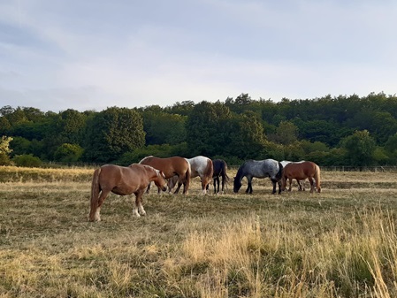 pferd3