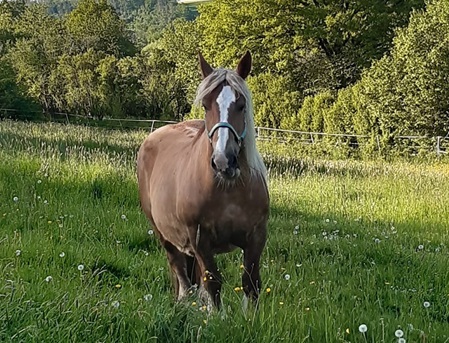 pferd4